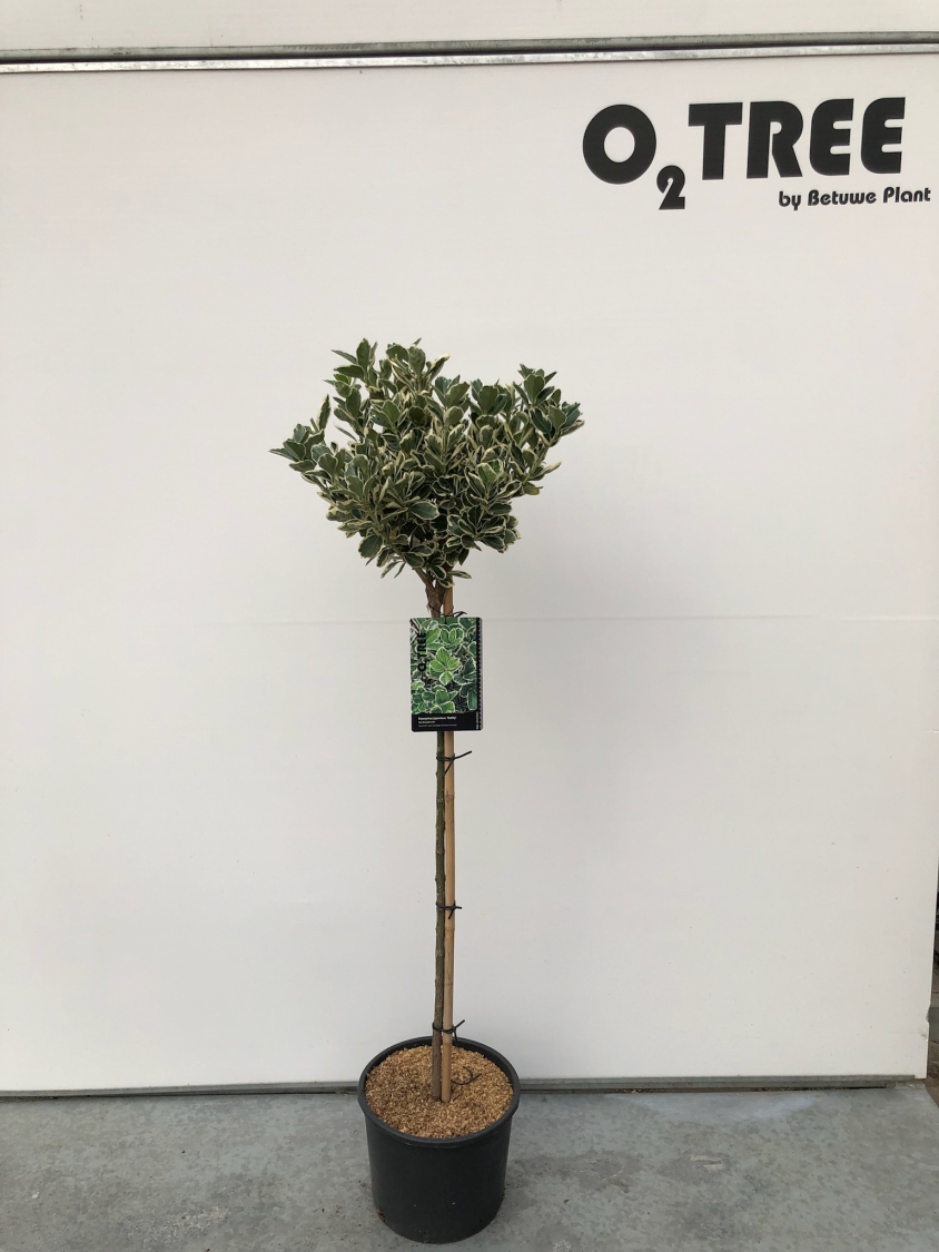 euonymus-japonicus--kathy--c10-90cm--2-