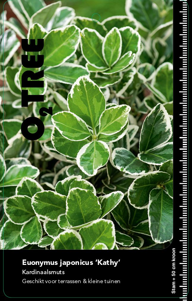 euonymus-japonicus-kathy