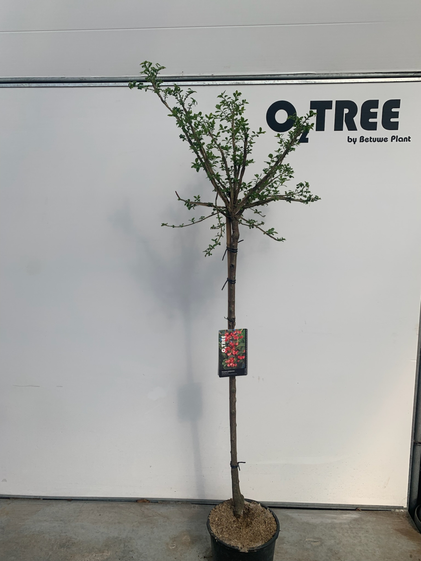 euonymus-phellomanus-c12-120cm--2-