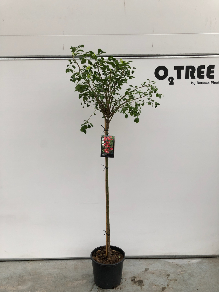 euonymus-phellomanus-c12-120cm--3-