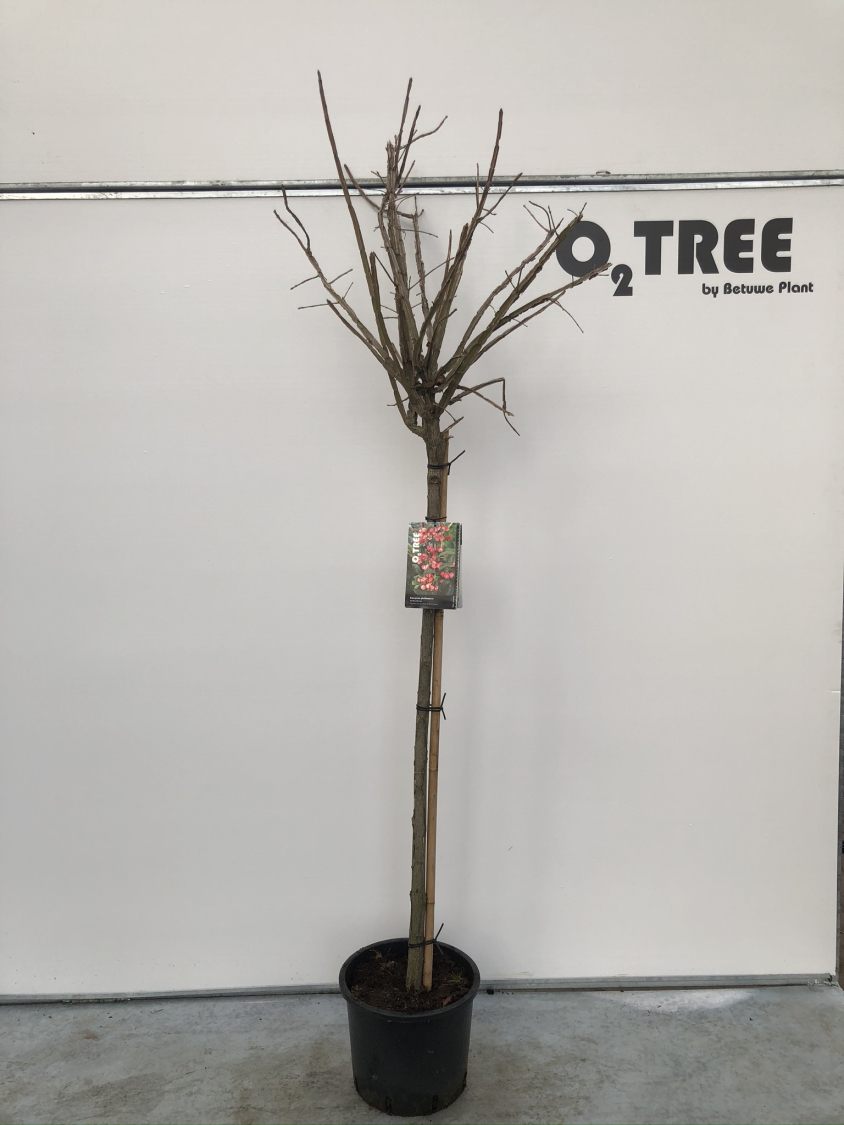 euonymus-phellomanus-c12-120cm