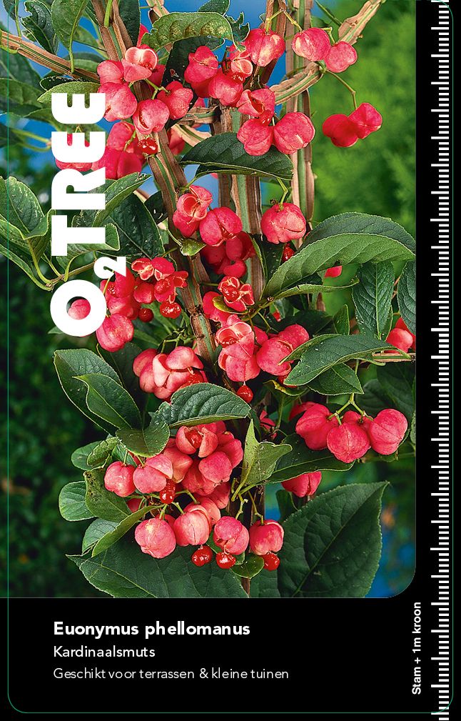 euonymus-phellomanus