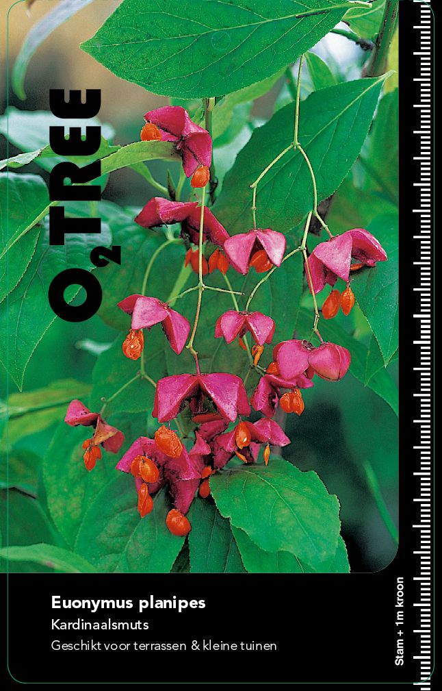 euonymus-planipes