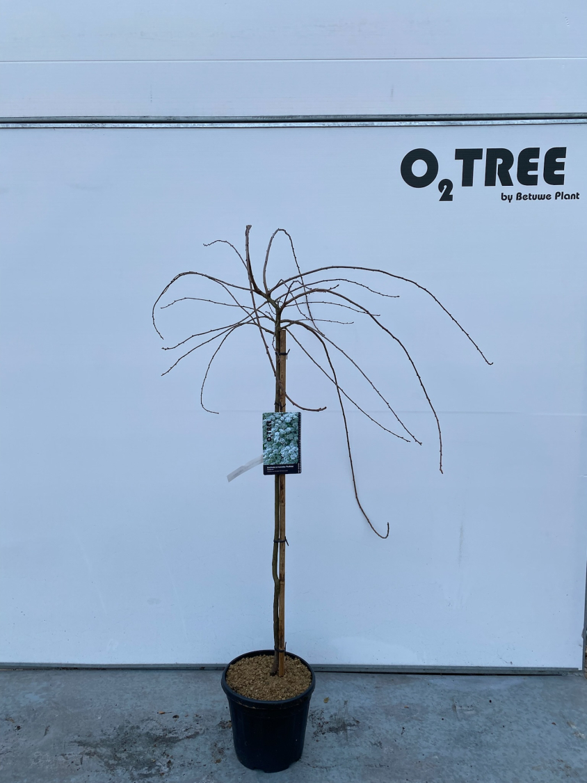 exochorda--x--macrantha--the-bride--c12-100cm