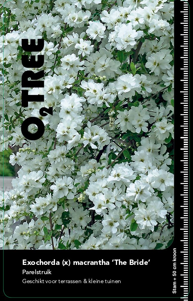 exochorda-macrantha-macrantha-the-bride