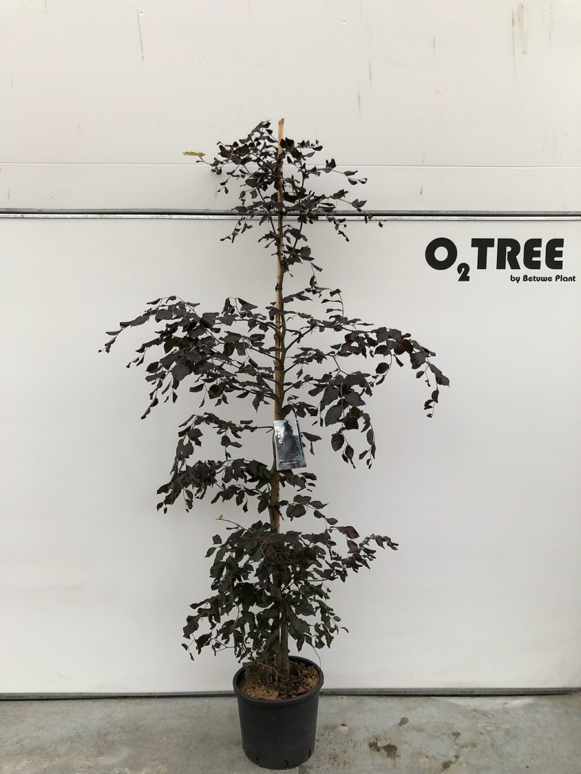 fagus-sylvatica--atropunicea--c15-200-250