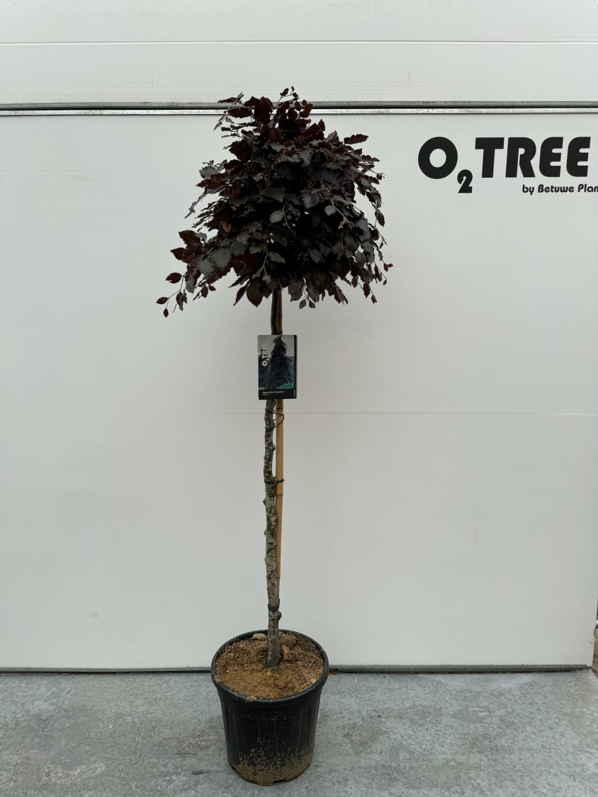 fagus-sylvatica--atropunicea--c20-120cm