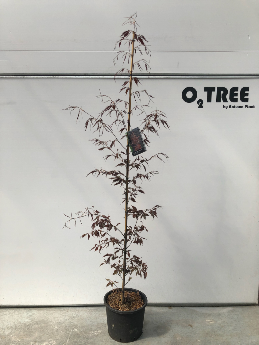 fagus-sylvatica--midnight-feather--c15-175-200--2-