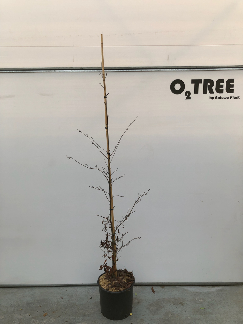 fagus-sylvatica--midnight-feather--c15-175-200--3-