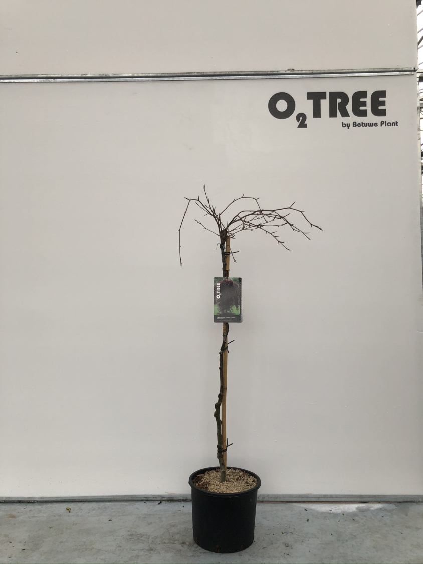 fagus-sylvatica--purpurea-pendula--c10-90cm