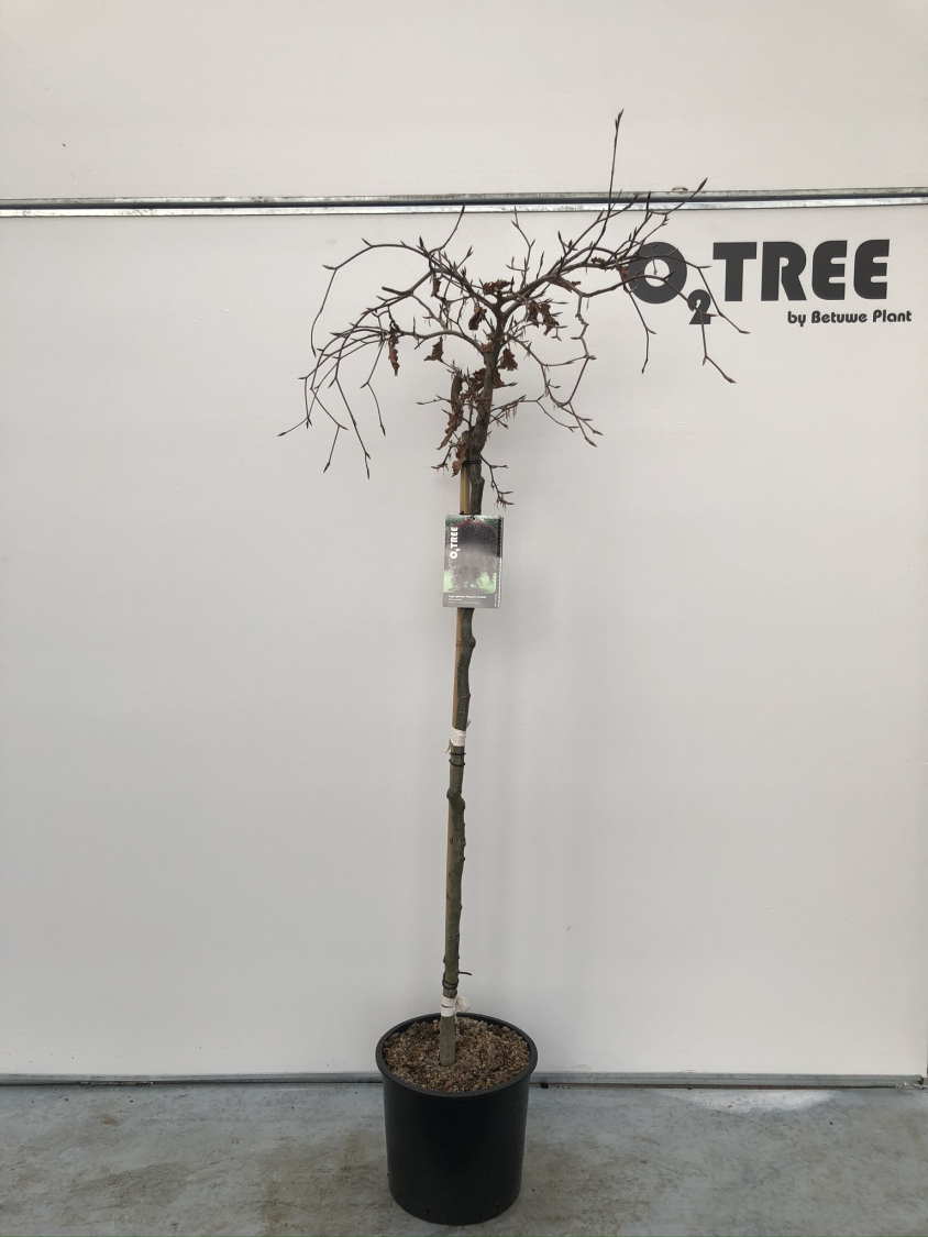 fagus-sylvatica--purpurea-pendula--c15-120cm-zwaar