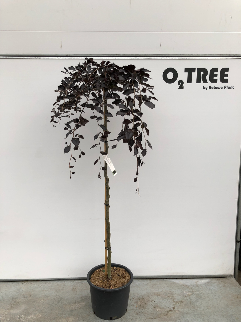 fagus-sylvatica--purpurea-pendula--c20-150cm