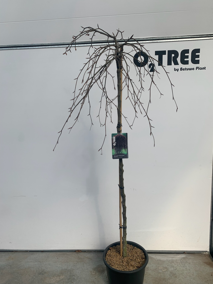 fagus-sylvatica--purpurea-pendula--c25-150cm