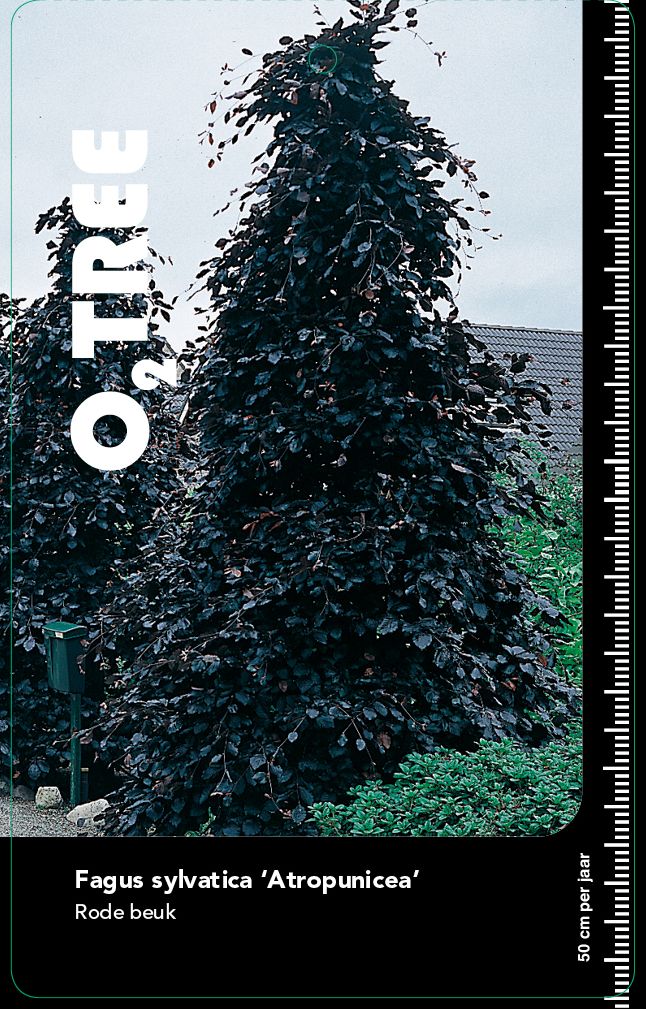 fagus-sylvatica-atropunicea