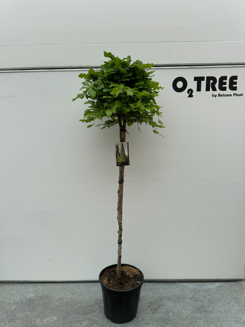 fagus-sylvatica-c20-120cm