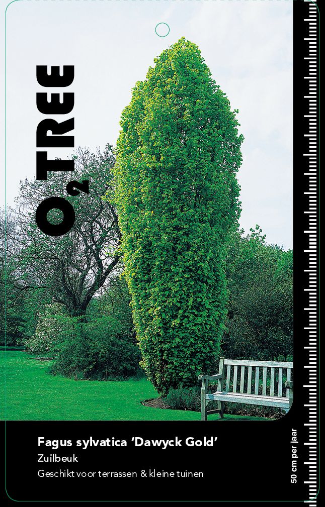 fagus-sylvatica-dawyck-gold