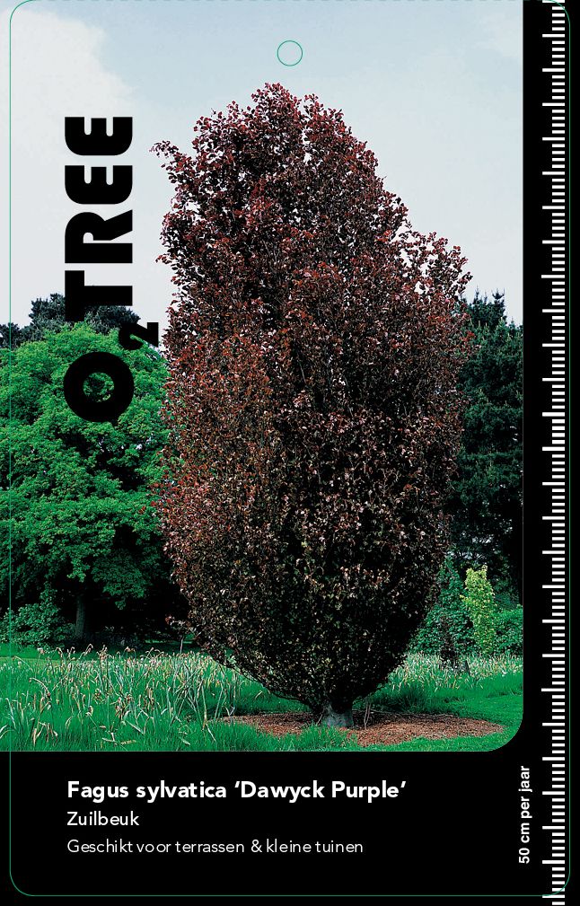 fagus-sylvatica-dawyck-purple