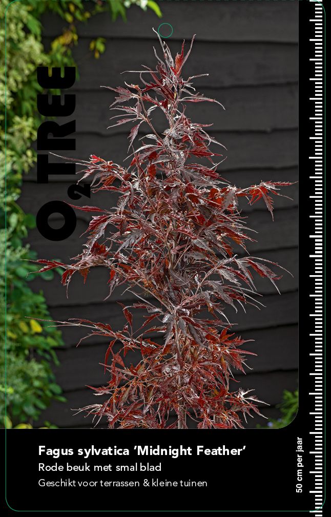 fagus-sylvatica-midnight-feather