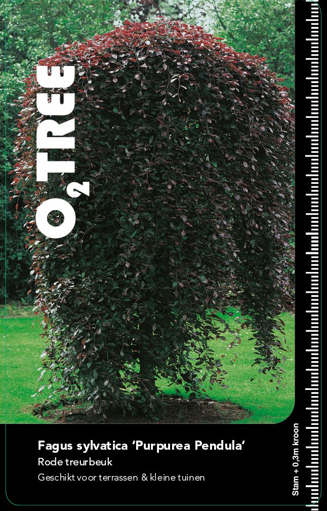 fagus-sylvatica-purpurea-pendula
