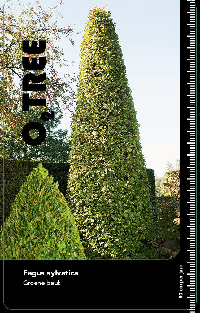 fagus-sylvatica