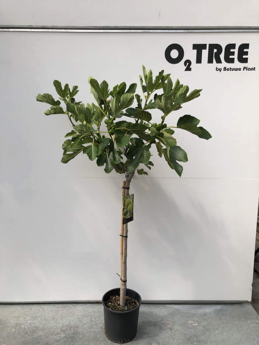 ficus-carica-c10-90cm--2-