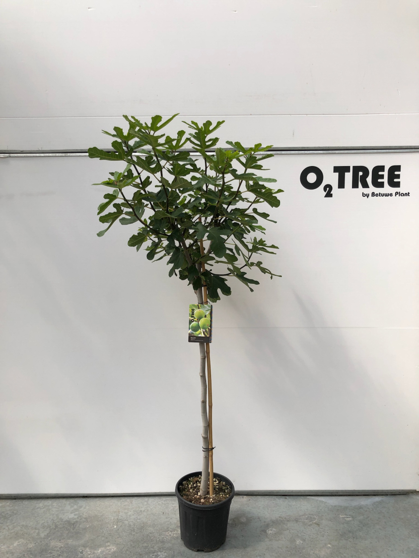 ficus-carica-c12-120cm--2-