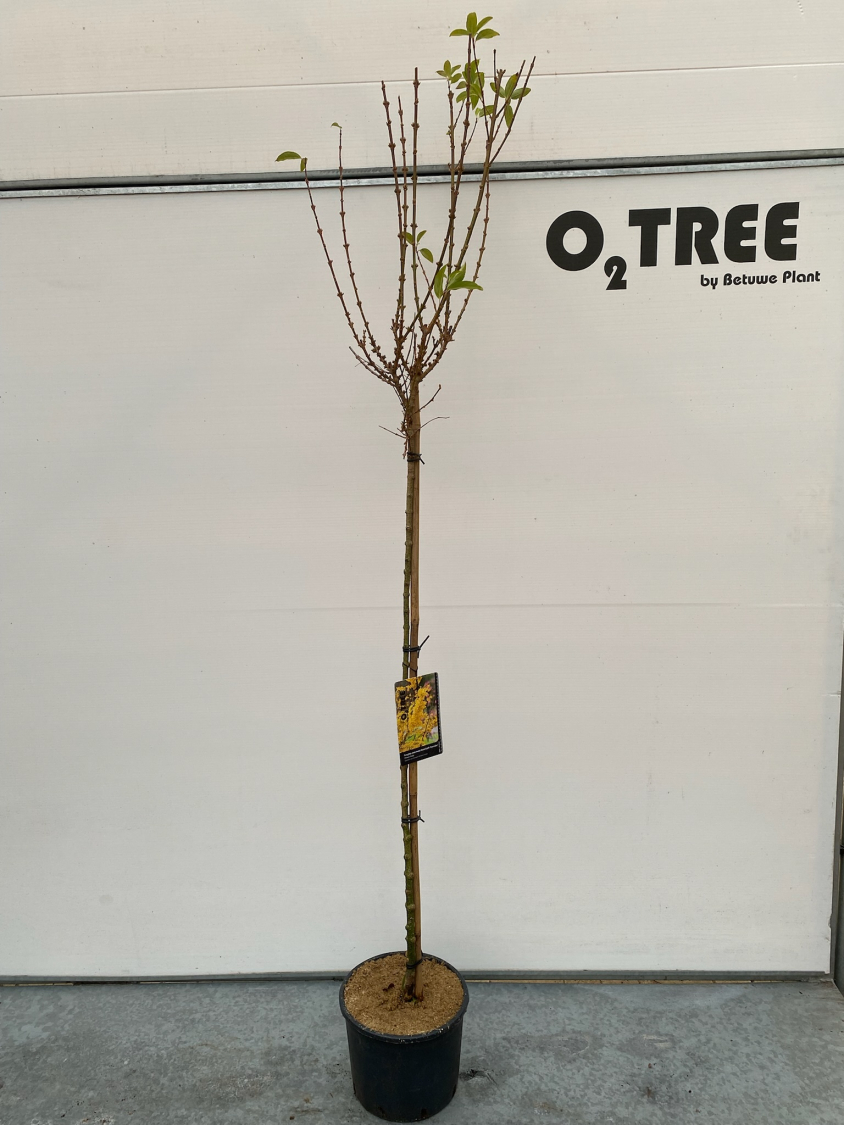 forsythia-xintermedia-week-end--courtalyn--c10-120cm
