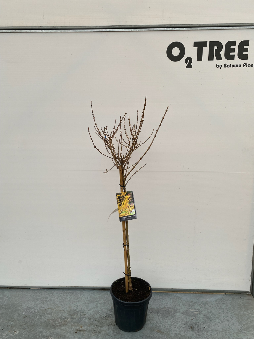 forsythia-xintermedia-week-end--courtalyn--c10-90cm