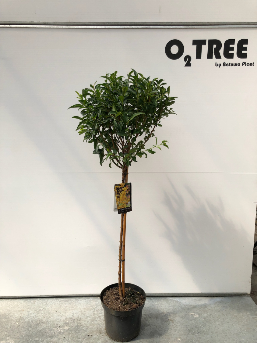 forsythia-xintermedia-week-end--courtalyn--c12-90cm