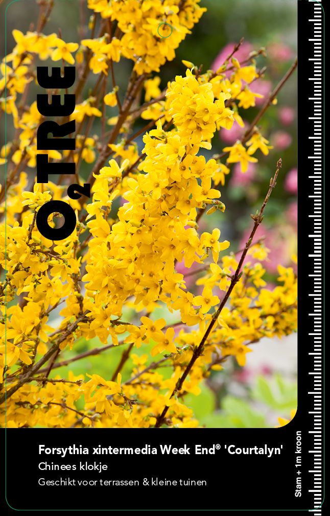 forsythia-xintermedia-week-end-courtalyn