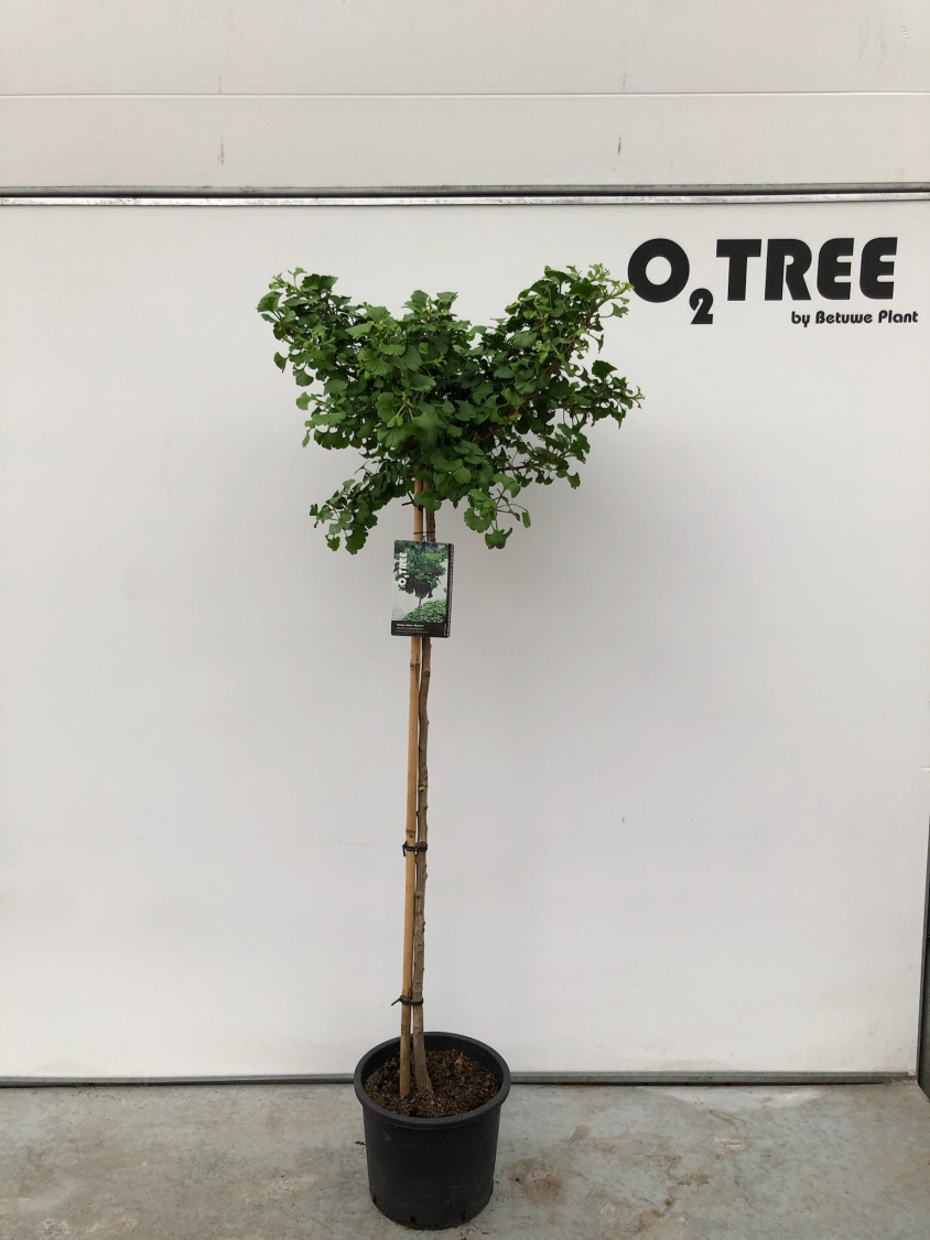 ginkgo-biloba--mariken--c12-120cm
