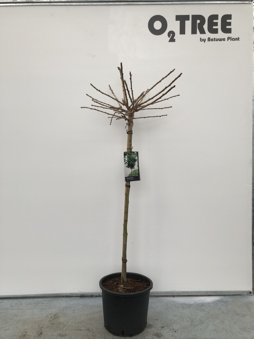 ginkgo-biloba--mariken--c12-90cm