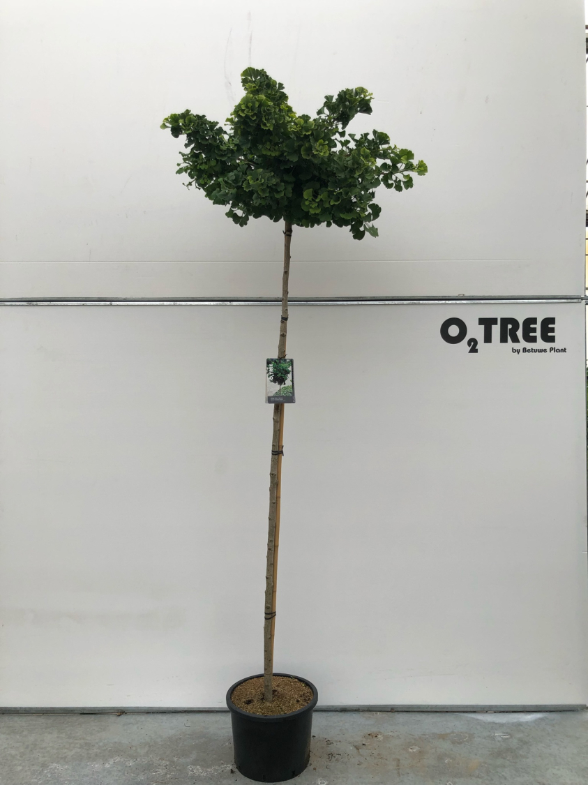ginkgo-biloba--mariken--c20-8-10-200cm