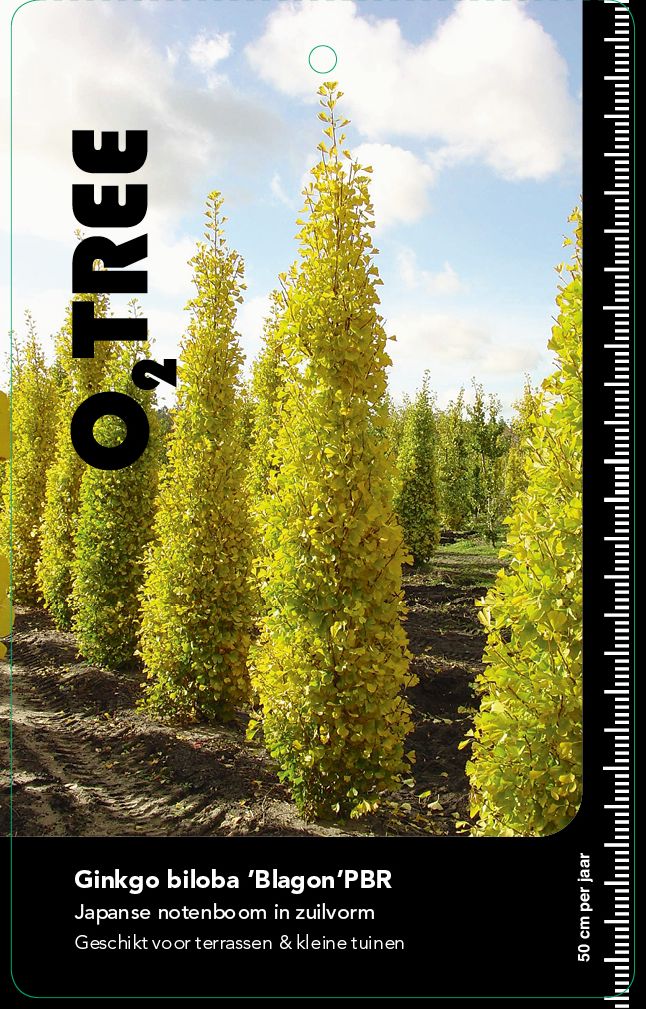 ginkgo-biloba-blagon-pbr