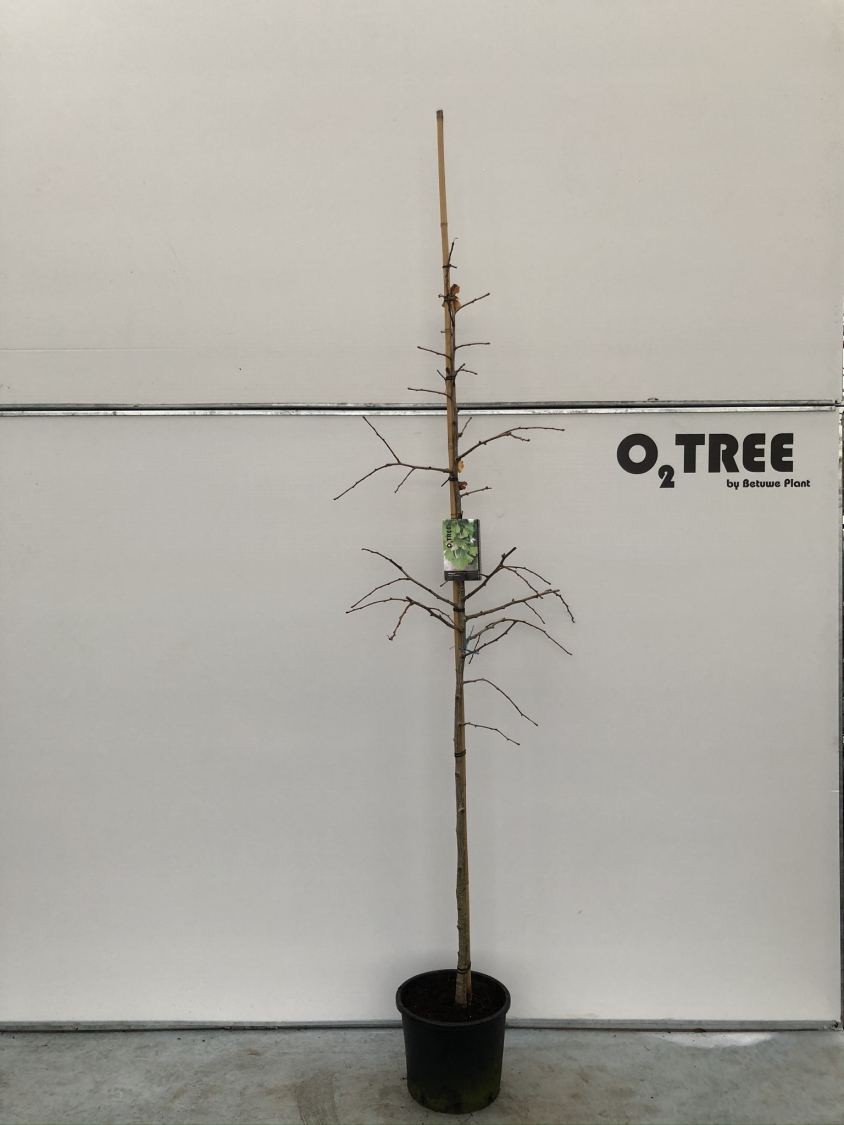 ginkgo-biloba-c20-6-8