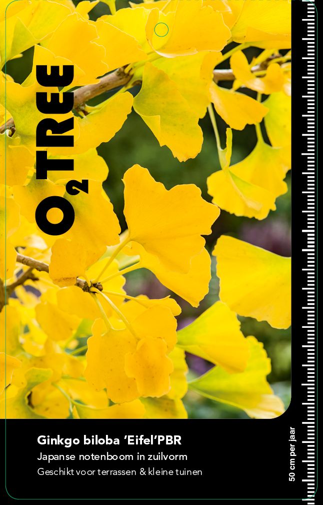 ginkgo-biloba-eifel-pbr