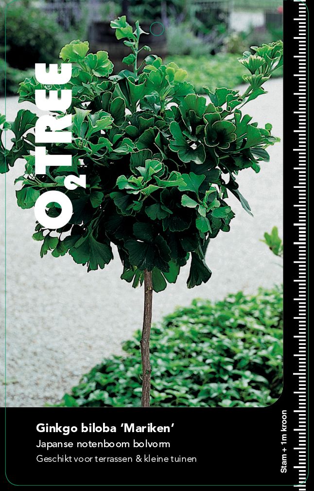 ginkgo-biloba-mariken