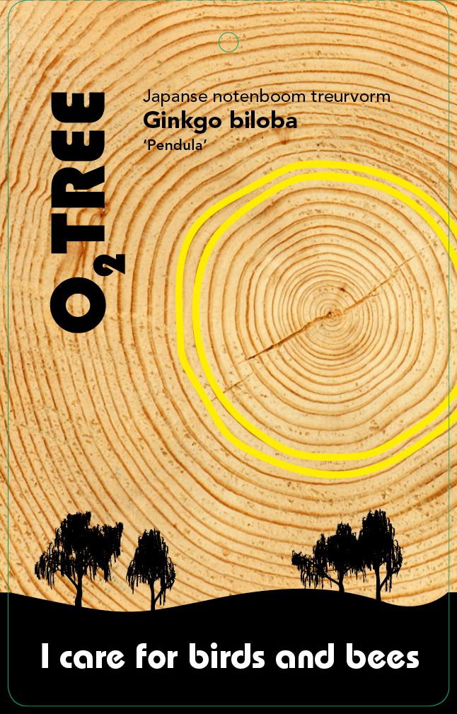 ginkgo-biloba-pendula-thema