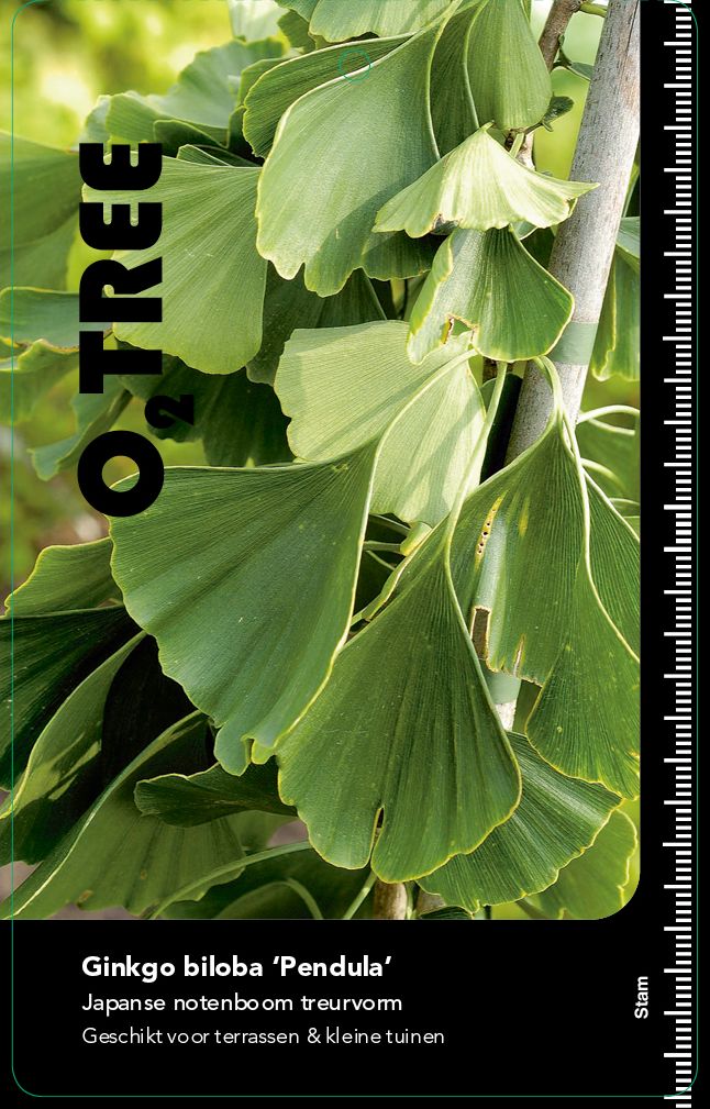ginkgo-biloba-pendula
