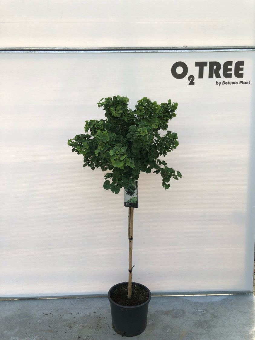 ginko-biloba--mariken--c12-90cm