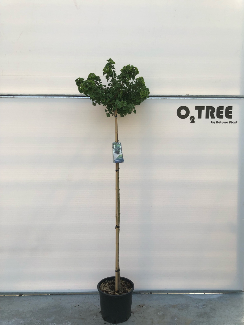 ginko-biloba--mariken--c15-150cm--2-