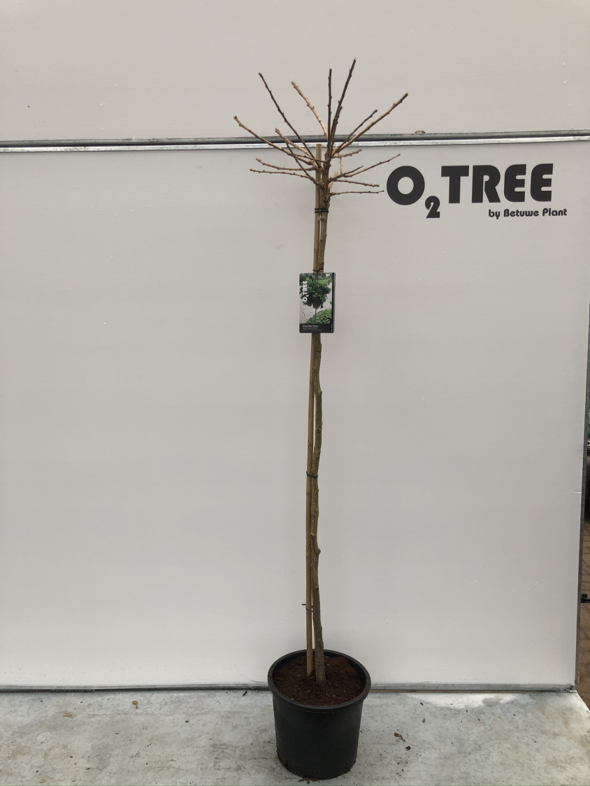 ginko-biloba--mariken--c15-150cm