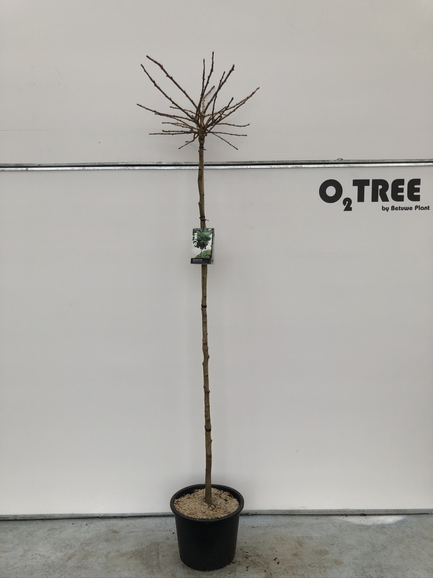 ginko-biloba--mariken--c20-180cm