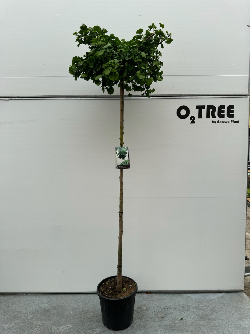 ginko-biloba--mariken--c20-8-10-180cm