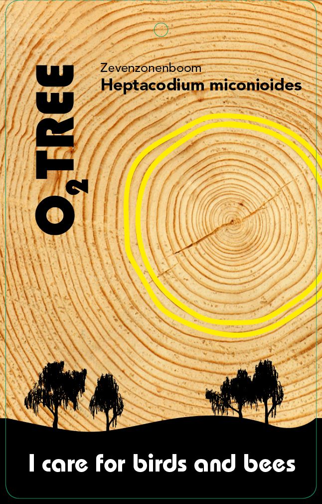 heptacodium-miconioides-thema