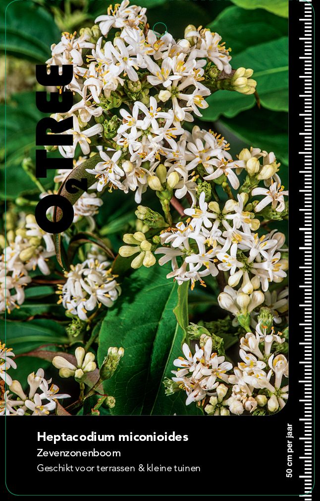 heptacodium-miconioides