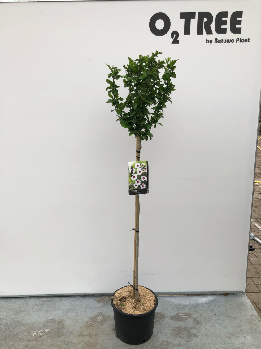 hibiscus-syriacus--red-heart--c12-120cm