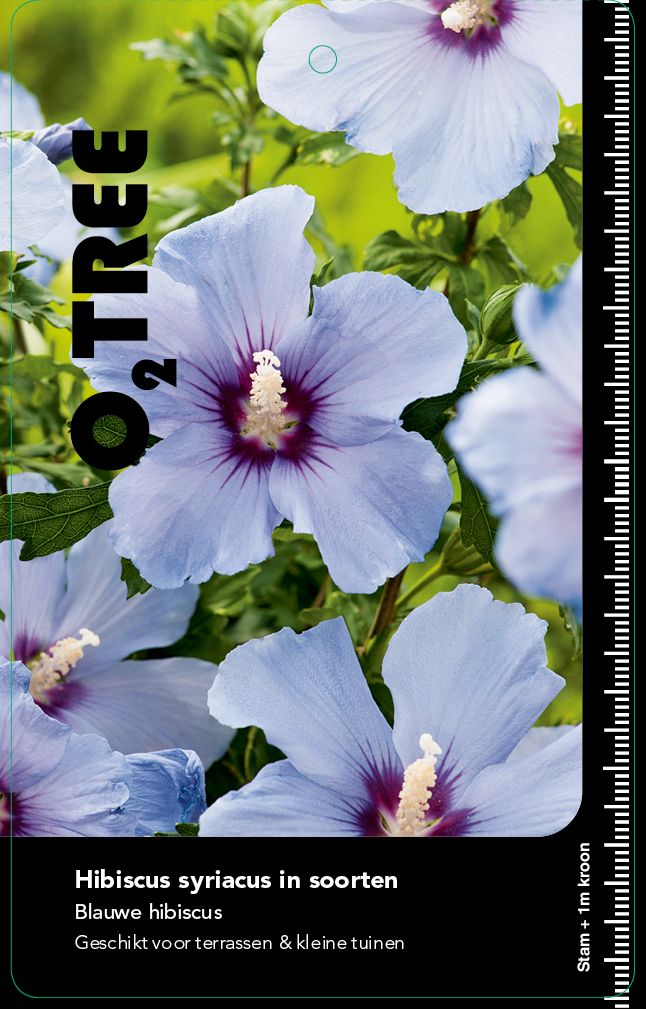 hibiscus-syriacus-in-soorten-blauw
