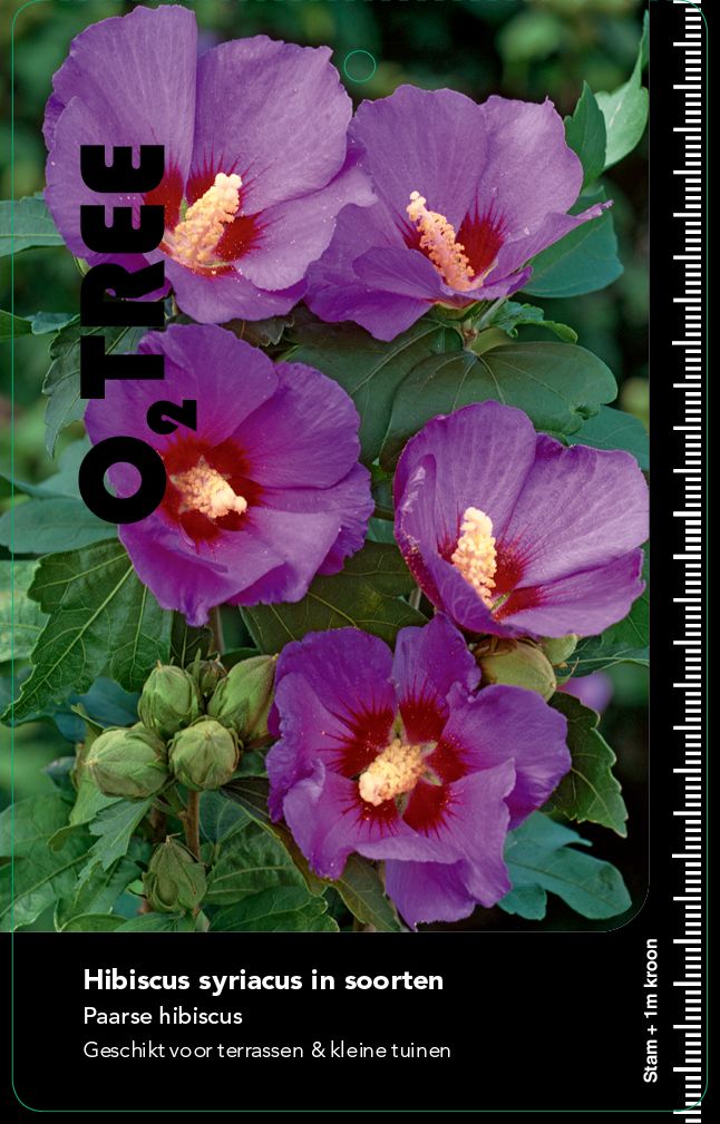 hibiscus-syriacus-in-soorten-paars