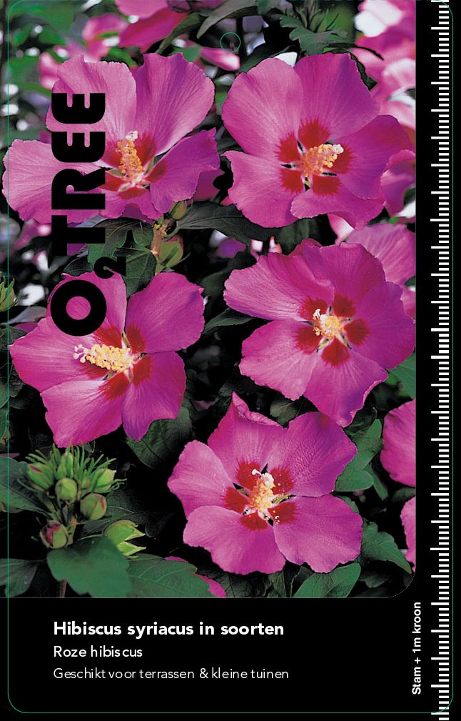 hibiscus-syriacus-in-soorten-roze